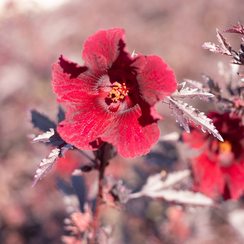 Hibiskus Mahogany Splendor (Samen) - Hibiscus acetosella (Blüte)