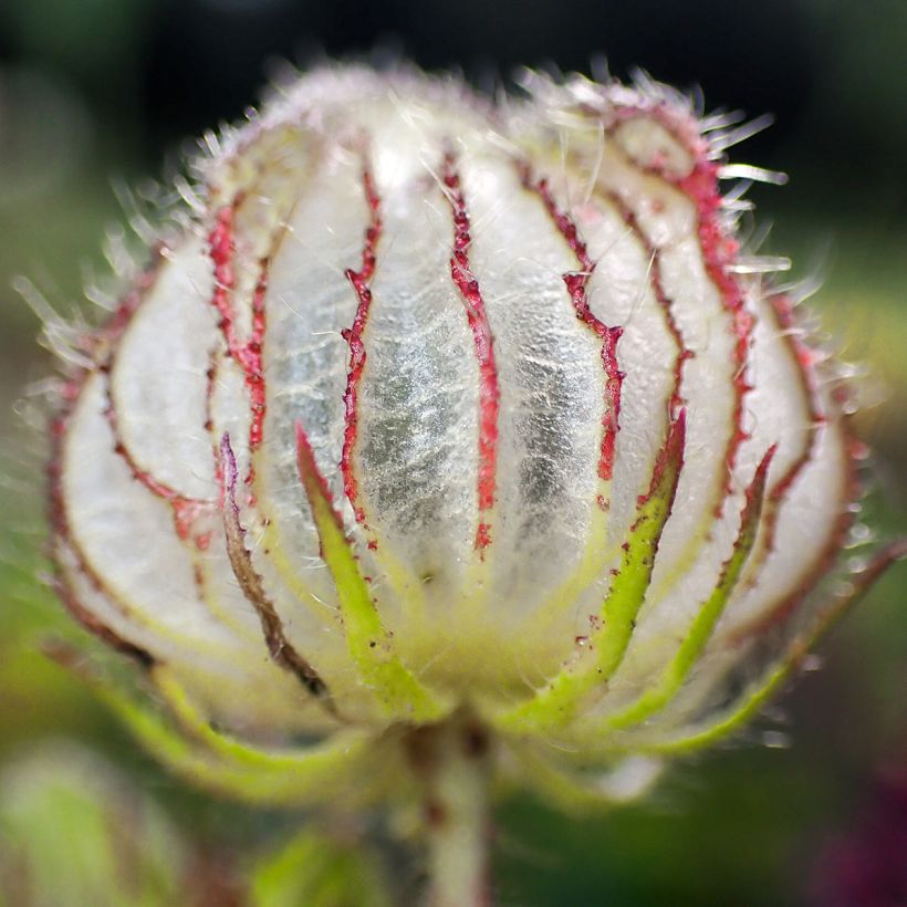 Hibiscus trionum - Stundenblume (Ernte)