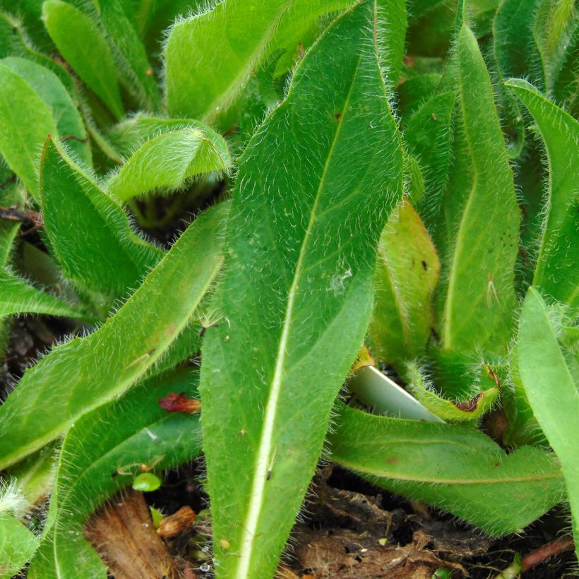 Hieracium aurantiacum - Orangerotes Habichtskraut (Foliage)