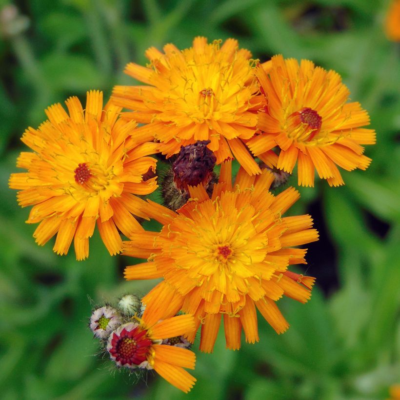 Hieracium aurantiacum - Orangerotes Habichtskraut (Flowering)