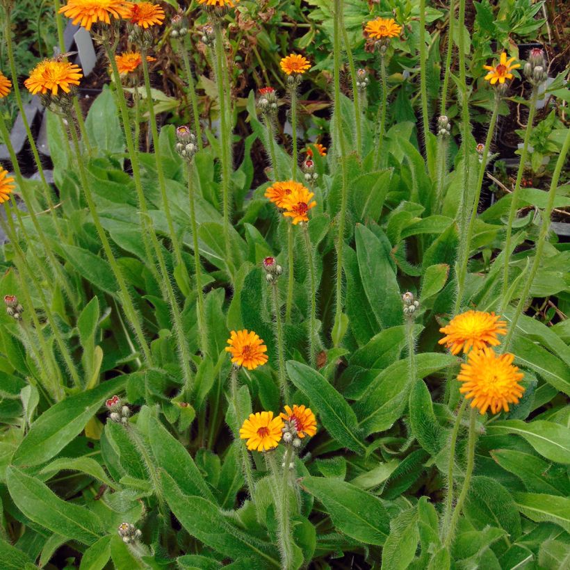Hieracium aurantiacum - Orangerotes Habichtskraut (Plant habit)