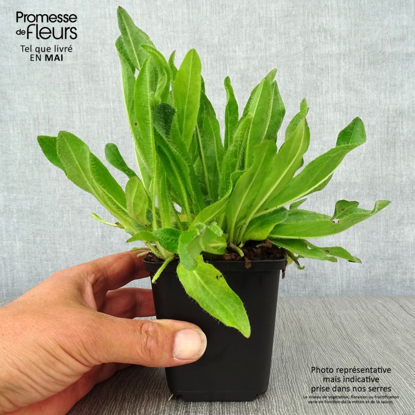 Exemplar von Hieracium aurantiacum - Orangerotes Habichtskraut Kleine Töpfe von 8/9 cm wie im Frühjahr geliefert