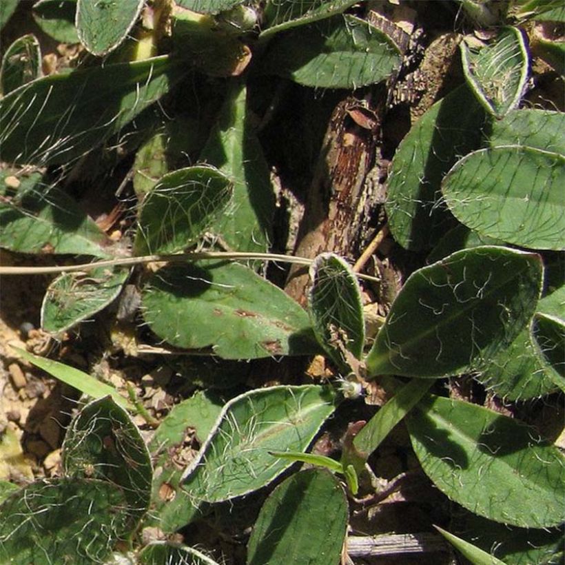 Hieracium pilosella - Kleines Habichtskraut (Foliage)