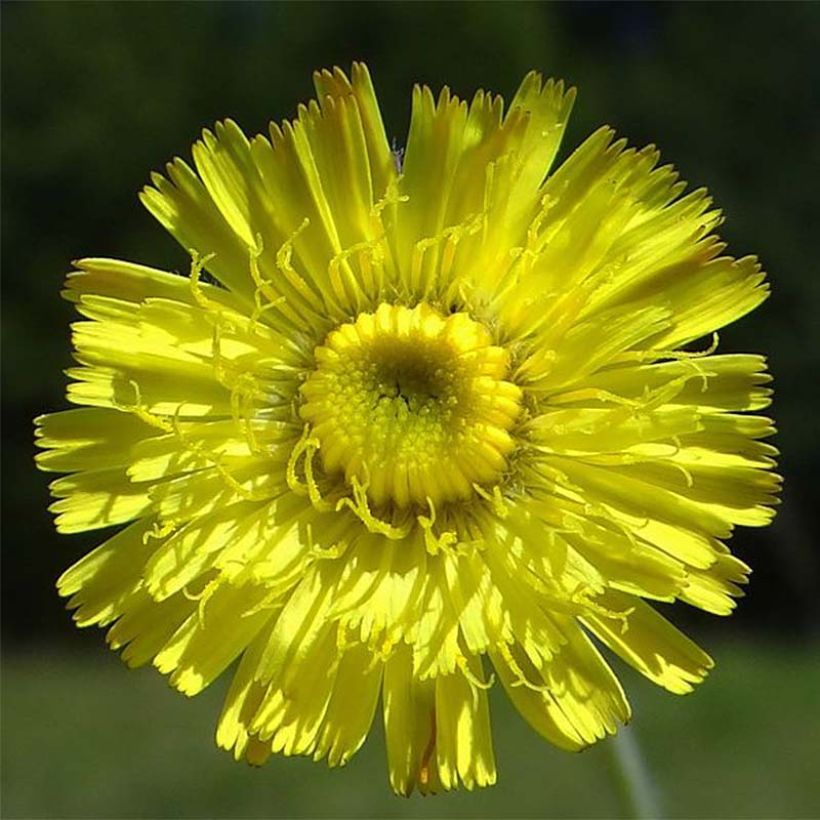 Hieracium pilosella - Kleines Habichtskraut (Flowering)