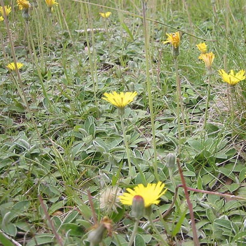 Hieracium pilosella - Kleines Habichtskraut (Plant habit)