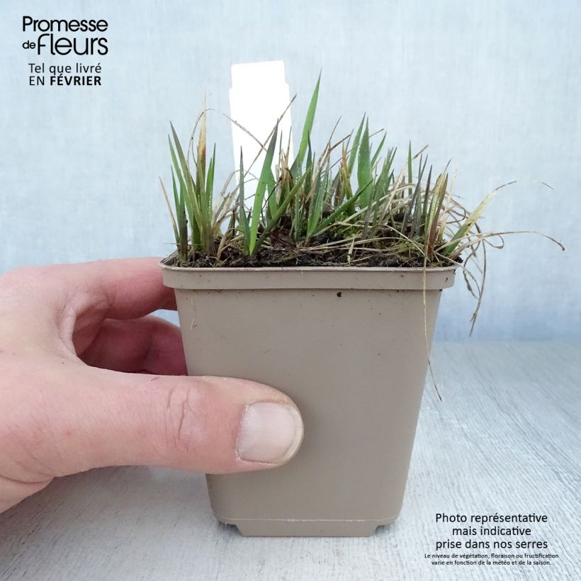 Example of Duftendes Mariengras - Hierochloe odorata Kleine Töpfe von 8/9 cm as you get in hiver