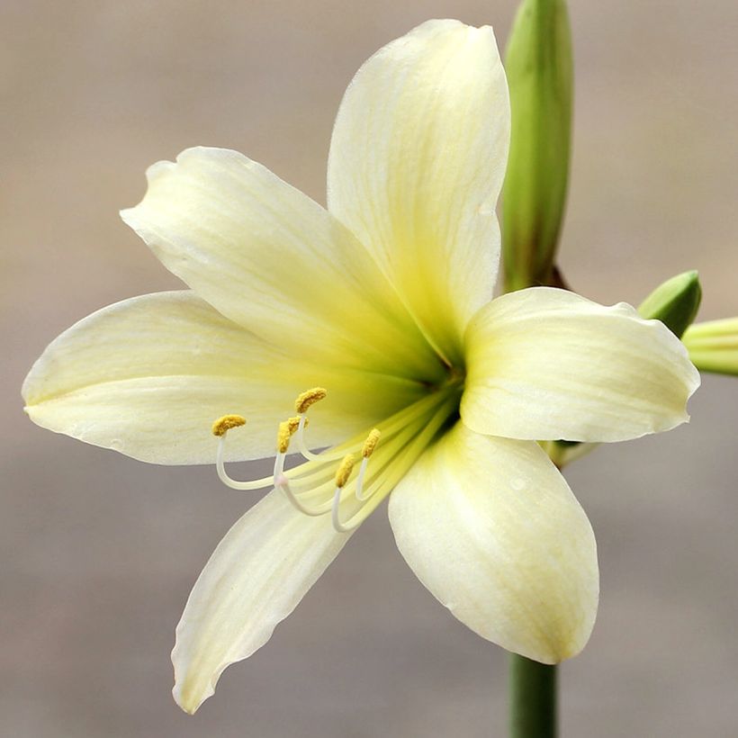 Hippeastrum sonatini Marrakech - Ritterstern (Flowering)