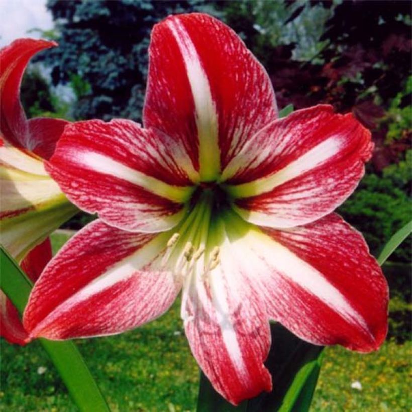 Hippeastrum Tres Chic - Ritterstern (Flowering)