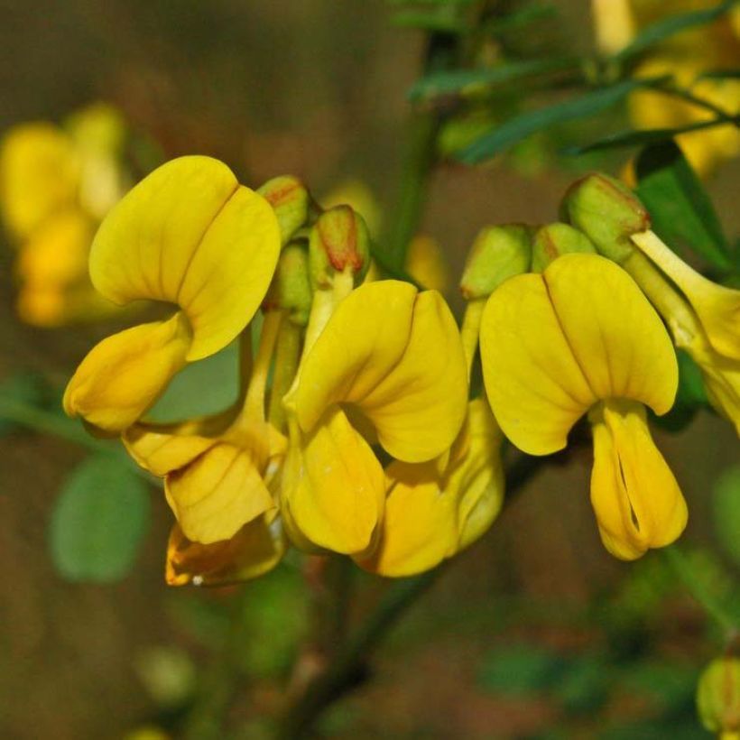 Hippocrepis emerus - Strauchkronwicke (Flowering)