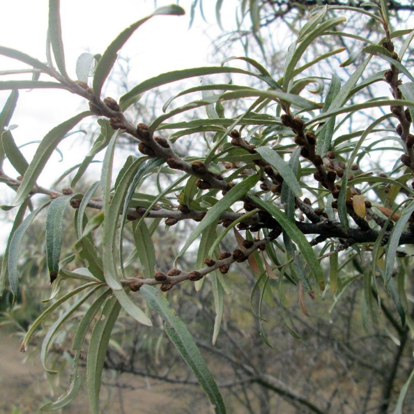 Sanddorn - Hippophae rhamnoides (Foliage)