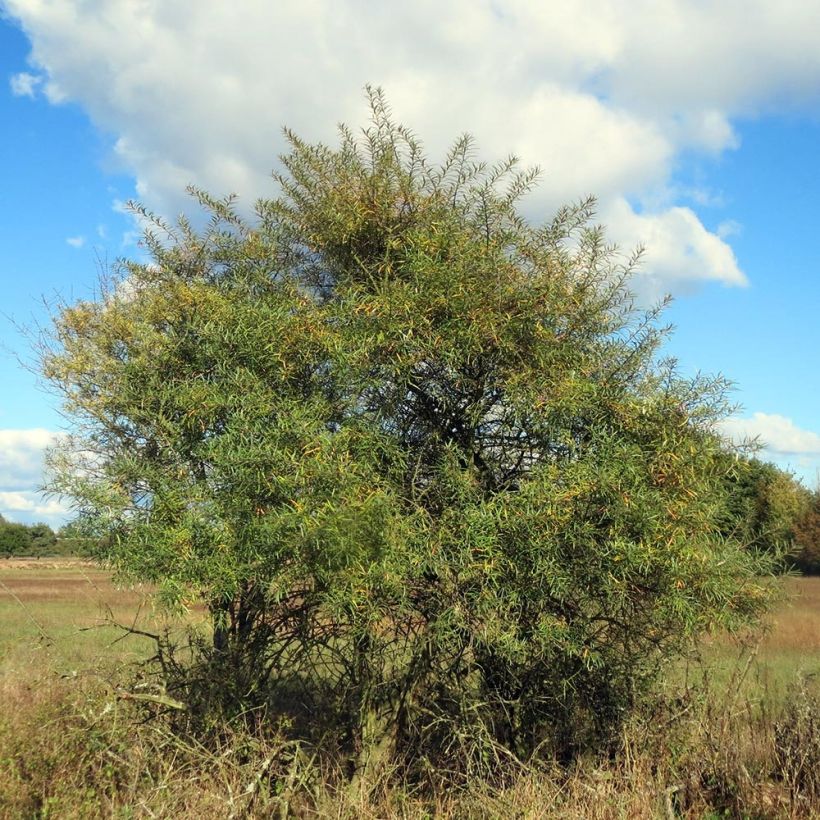 Sanddorn - Hippophae rhamnoides (Plant habit)