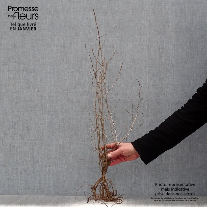 Example of Sanddorn - Hippophae rhamnoides Wurzelnackt as you get in hiver