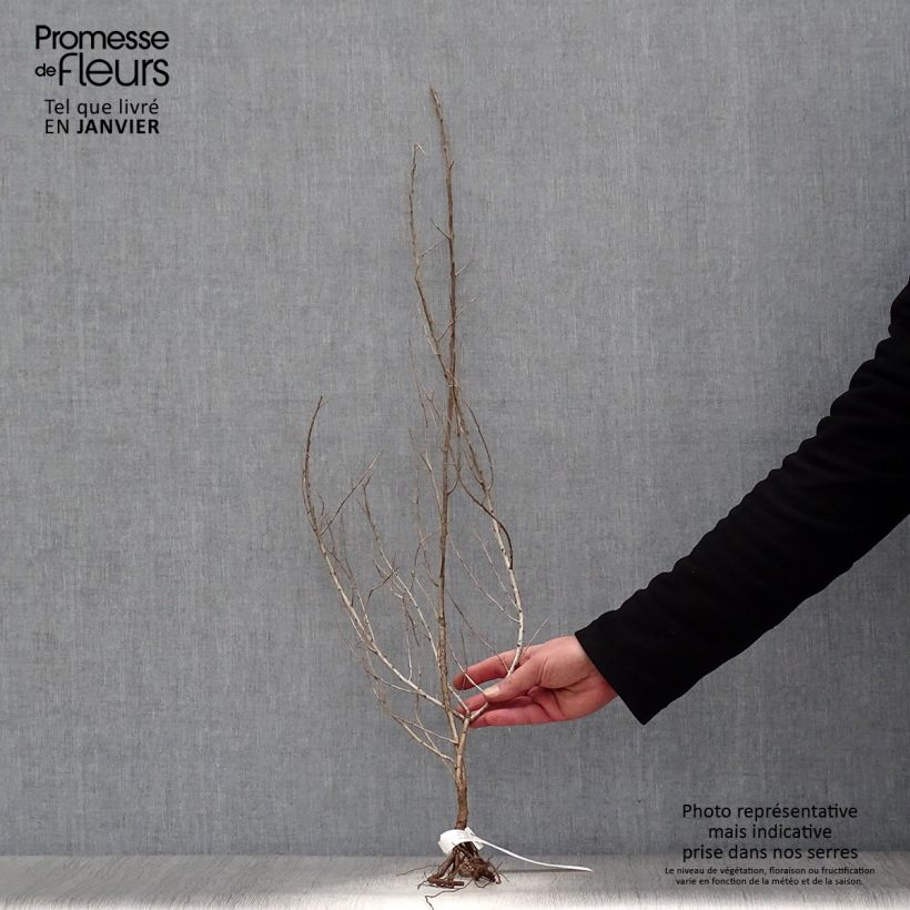 Example of Sanddorn - Hippophae rhamnoides Wurzelnackt as you get in hiver