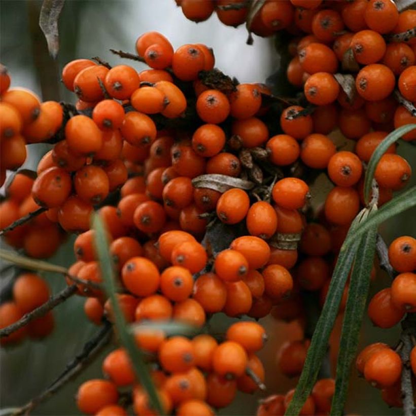 Sanddorn Friesdorfer Orange - Hippophae rhamnoides (Harvest)