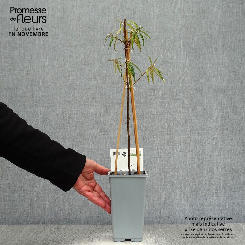 Example of Sanddorn Friesdorfer Orange - Hippophae rhamnoides Topf mit 1,5L/2L as you get in automne