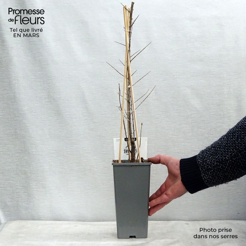 Exemplar von Sanddorn Friesdorfer Orange - Hippophae rhamnoides Topf mit 1,5L/2L wie im Winter geliefert