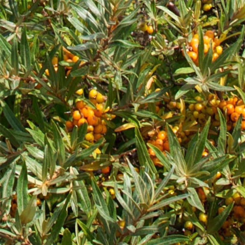 Sanddorn Leikora - Hippophae rhamnoides (Foliage)