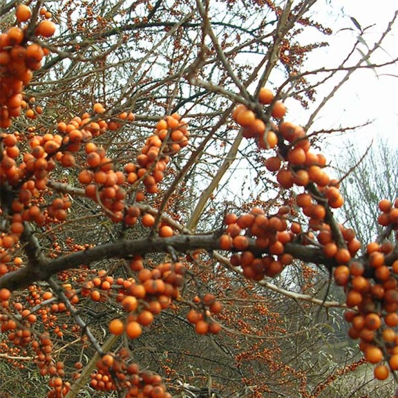 Sanddorn Leikora - Hippophae rhamnoides (Flowering)