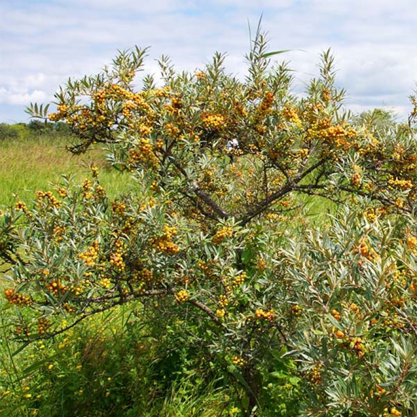 Sanddorn Leikora - Hippophae rhamnoides (Plant habit)