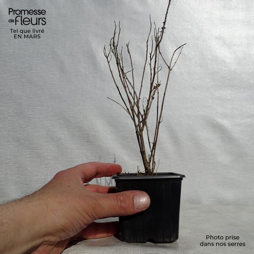 Exemplar von Sanddorn Leikora - Hippophae rhamnoides Kleine Töpfe von 8/9 cm wie im Frühjahr geliefert