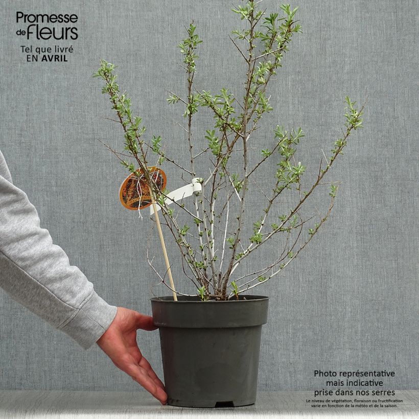 Exemplar von Sanddorn Orange Energy 'Hagebo' - Hippophae rhamnoides Topf mit 3L/4L wie im Frühjahr geliefert