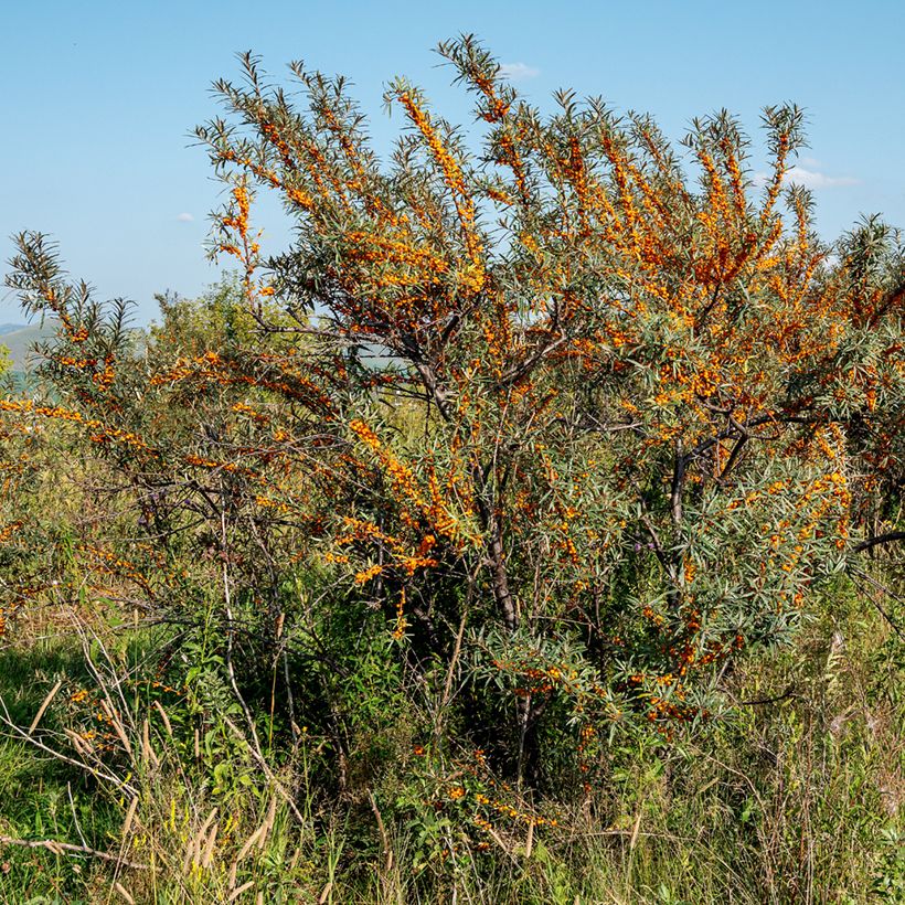 Sanddorn Orange Energy 'Hagebo' - Hippophae rhamnoides (Plant habit)