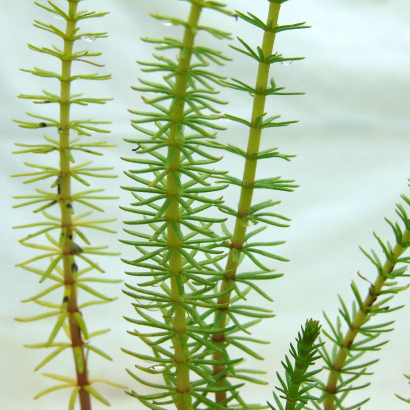 Hippuris vulgaris - Tannenwedel (Foliage)