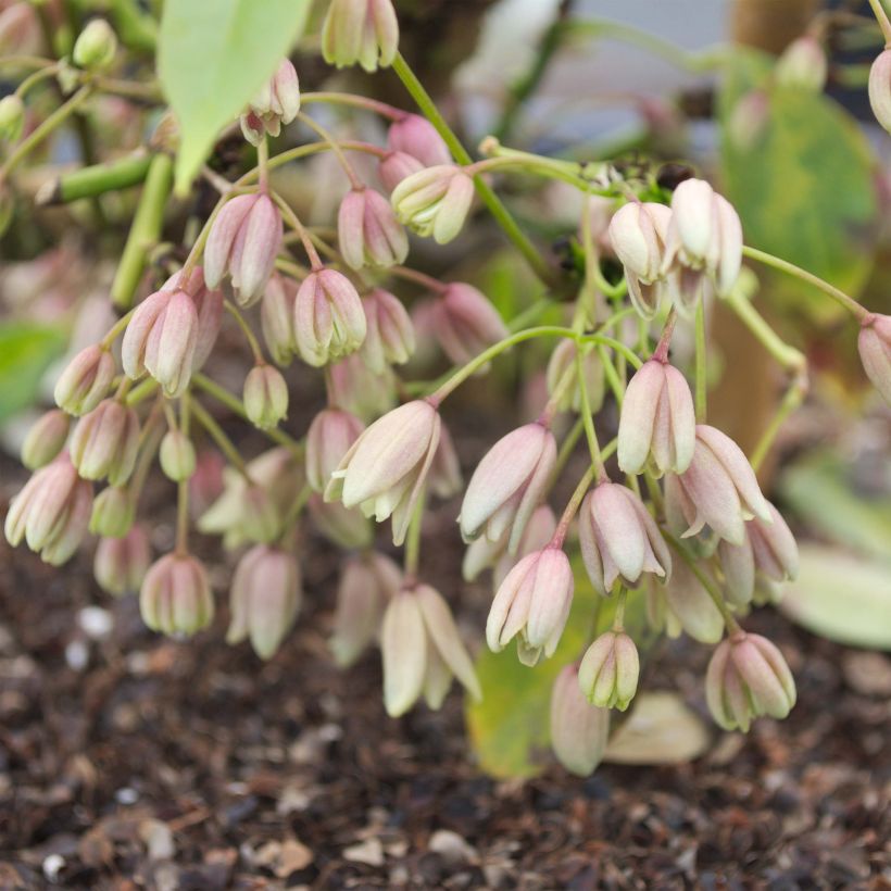 Holboellia traversii - Holboellie (Flowering)