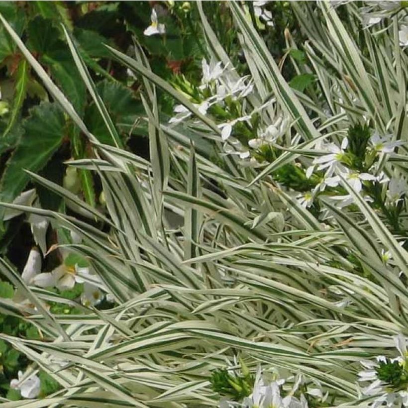 Holcus mollis Albovariegatus - Weiches Honiggras (Foliage)
