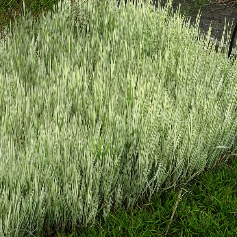 Holcus mollis Albovariegatus - Weiches Honiggras (Plant habit)