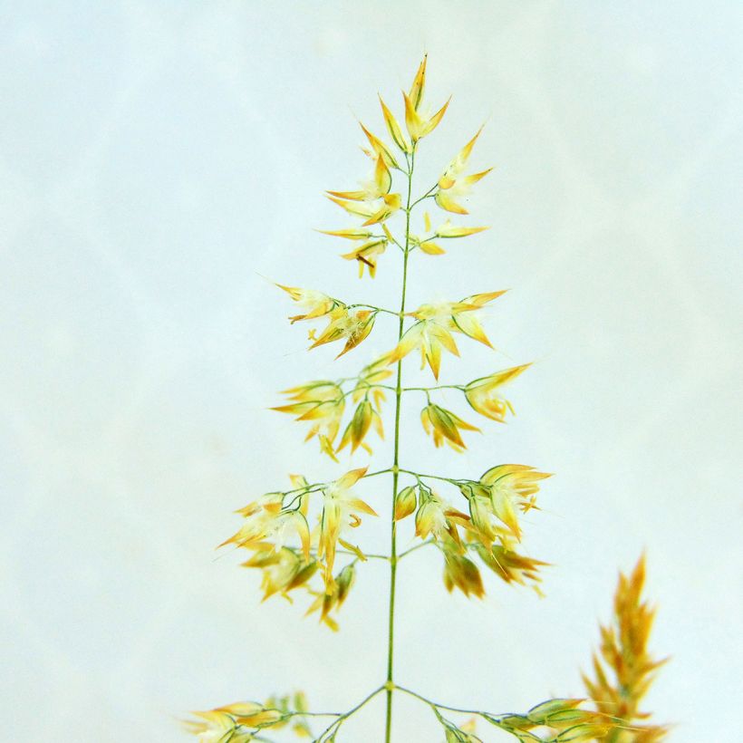Holcus mollis Albovariegatus - Weiches Honiggras (Flowering)
