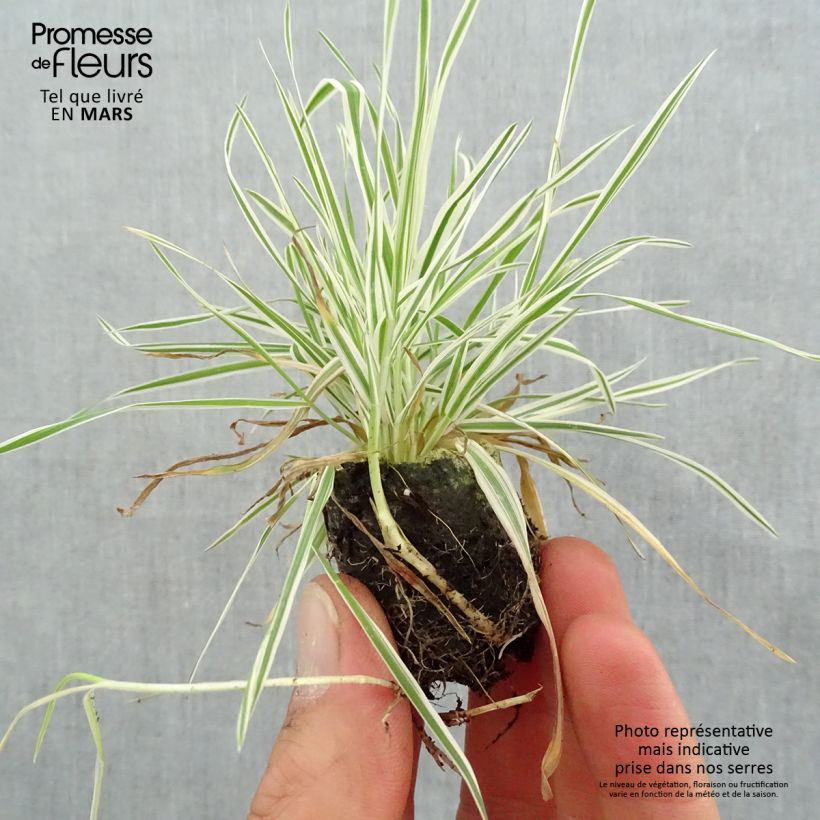 Example of Holcus mollis Albovariegatus - Weiches Honiggras Mini-Plug Ø 3/4 cm as you get in printemps