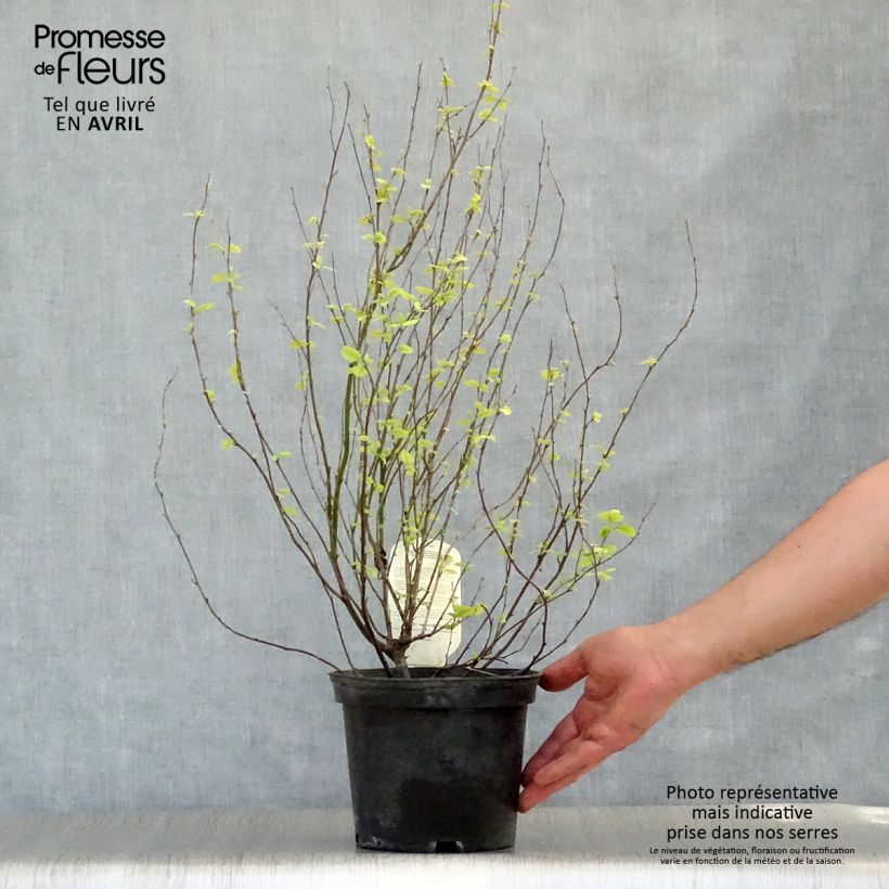 Exemplar von Holodiscus discolor - Schaumspiere Topf mit 4L/5L wie im Frühjahr geliefert