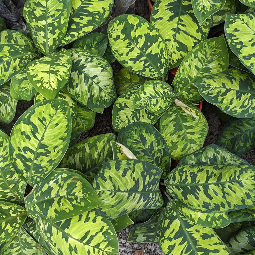 Homalomena Camouflage (Foliage)