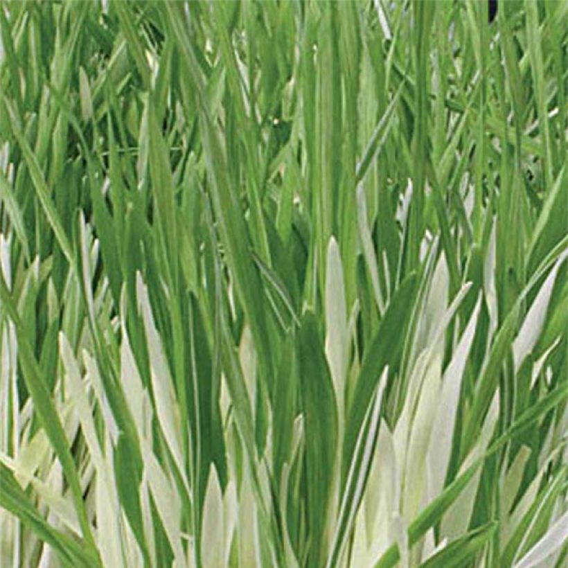 Hordeum vulgare Variegata (Samen) - Gerste (Foliage)