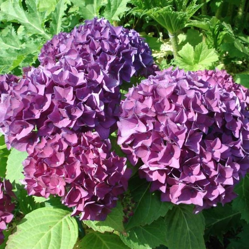 Hydrangea macrophylla Hovaria Hobergine - Bauernhortensie (Flowering)