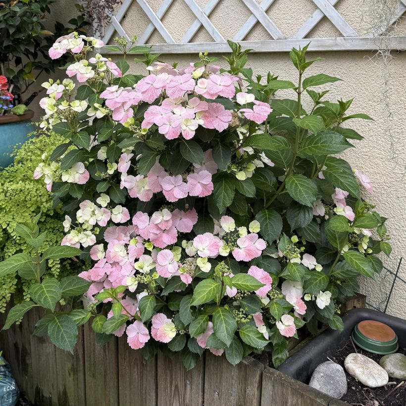 Hydrangea French Bolero - Girlanden-Hortensie (Wuchs)