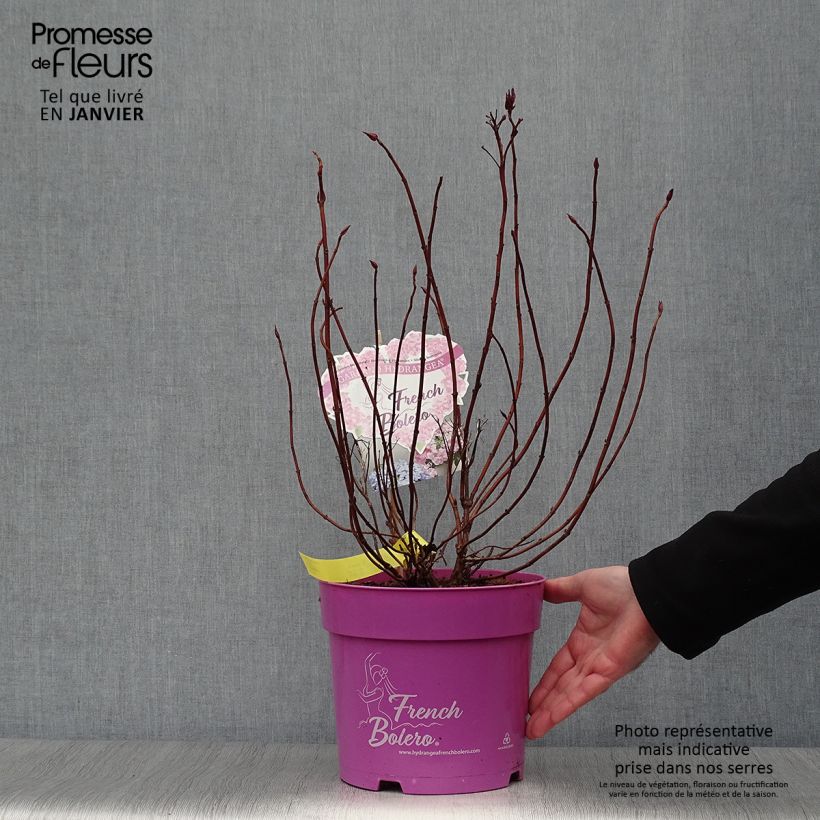 Exemplar von Hydrangea French Bolero - Girlanden-Hortensie Topf mit 6L/7L wie im Winter geliefert