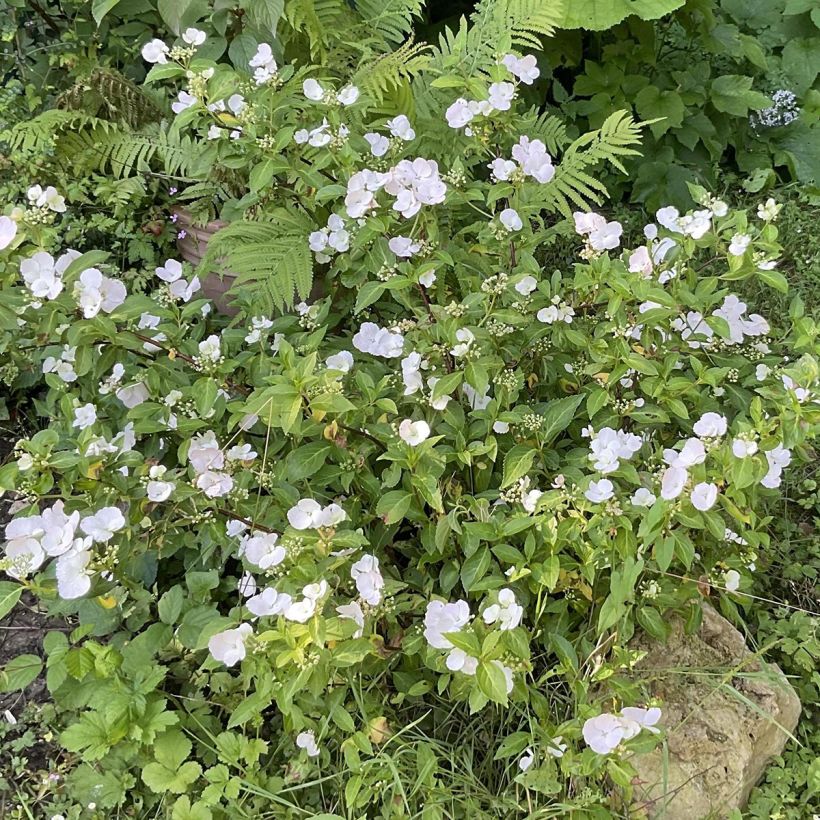 Hydrangea Runaway Bride - Girlanden-Hortensie (Wuchs)
