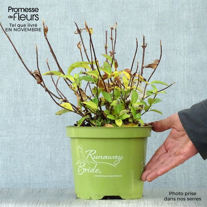 Example of Hydrangea Runaway Bride - Girlanden-Hortensie Topf mit 3L/4L as you get in automne