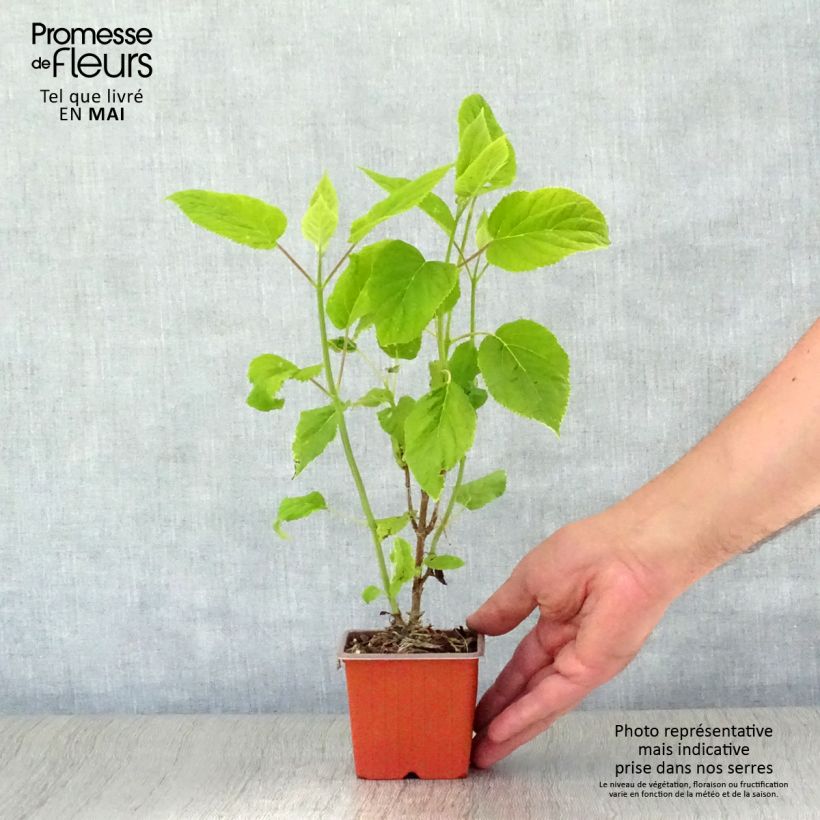 Exemplar von Schneeballhortensie Annabelle - Hydrangea arborescens Kleine Töpfe von 8/9 cm wie im Frühjahr geliefert