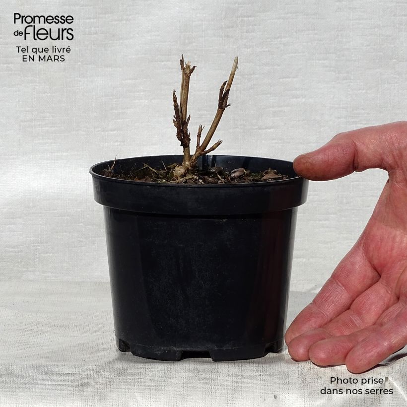 Exemplar von Schneeballhortensie Annabelle - Hydrangea arborescens Topf 12 cm / 13 cm wie im Frühjahr geliefert