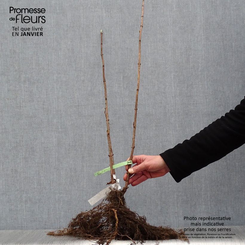 Exemplar von Schneeballhortensie Annabelle - Hydrangea arborescens Wurzelnackt wie im Winter geliefert