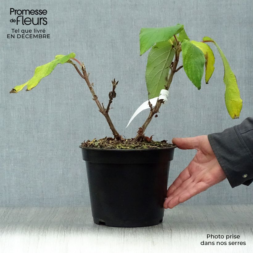 Exemplar von Hydrangea aspera Anthony Bullivant - Samthortensie Topf mit 3L/4L wie im Winter geliefert