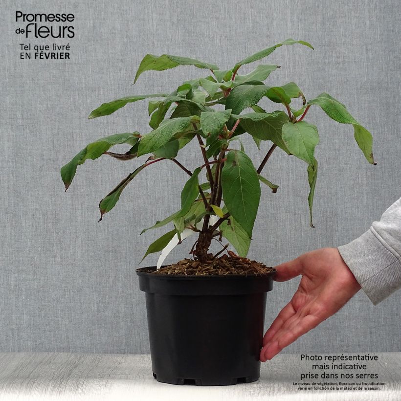 Example of Hydrangea aspera Anthony Bullivant - Samthortensie Topf mit 3L/4L as you get in automne