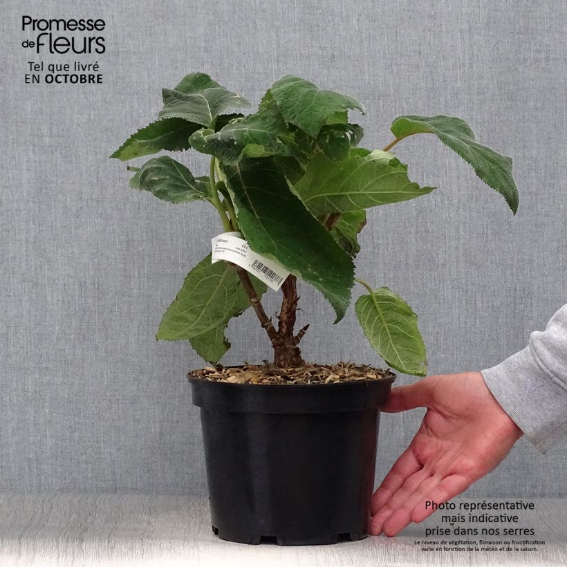 Example of Hydrangea aspera Bellevue - Samthortensie Topf mit 4L/5L as you get in automne