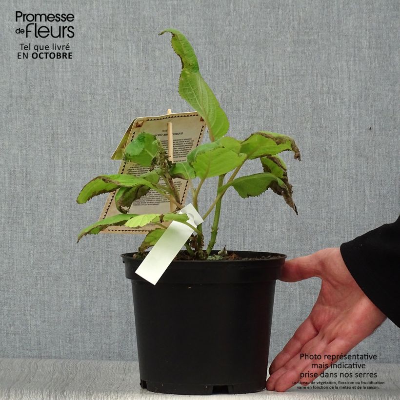 Example of Hydrangea aspera Goldrush - Samthortensie Topf mit 2L/3L as you get in automne