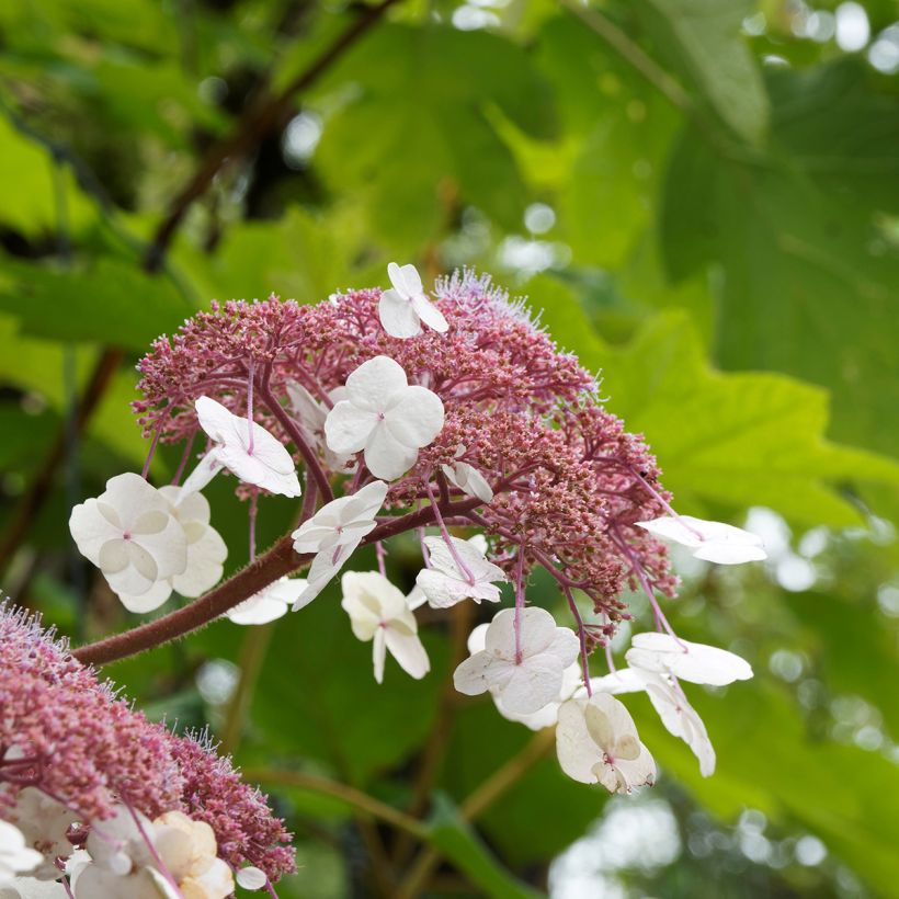 Hydrangea aspera Goldrush - Samthortensie (Blüte)