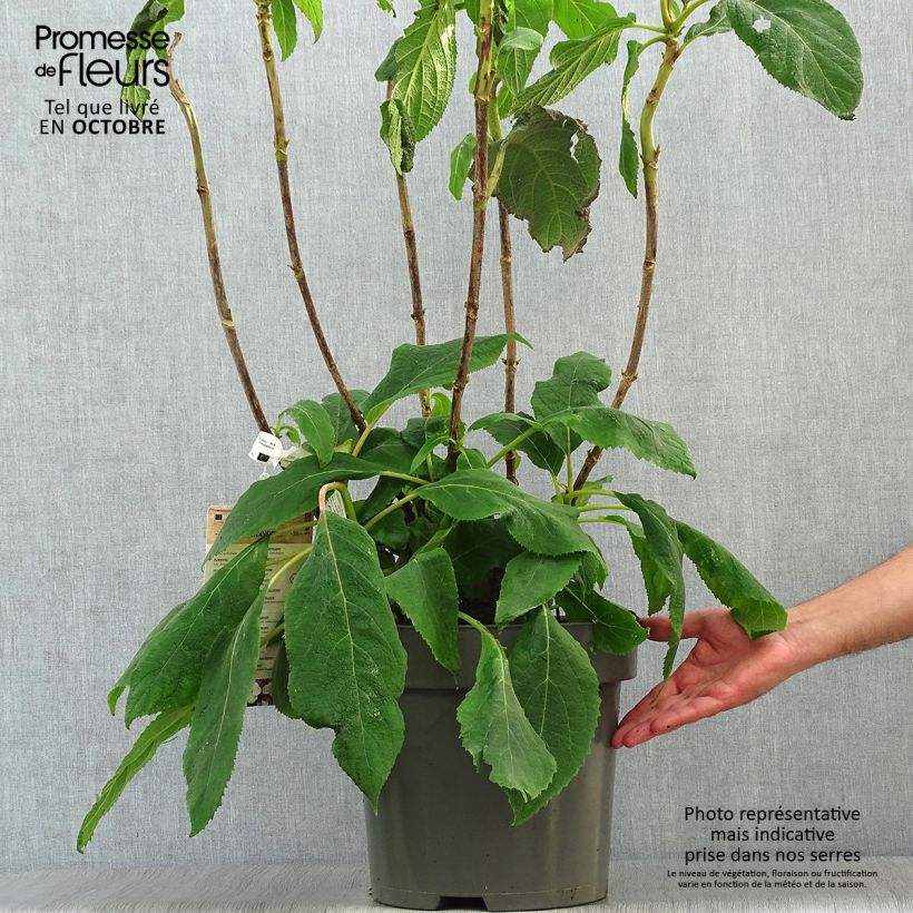 Example of Hydrangea aspera Macrophylla - Samthortensie Topf mit 7,5L/10L as you get in automne