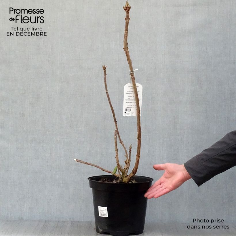 Exemplar von Hydrangea aspera Macrophylla - Samthortensie Topf mit 7,5L/10L wie im Winter geliefert